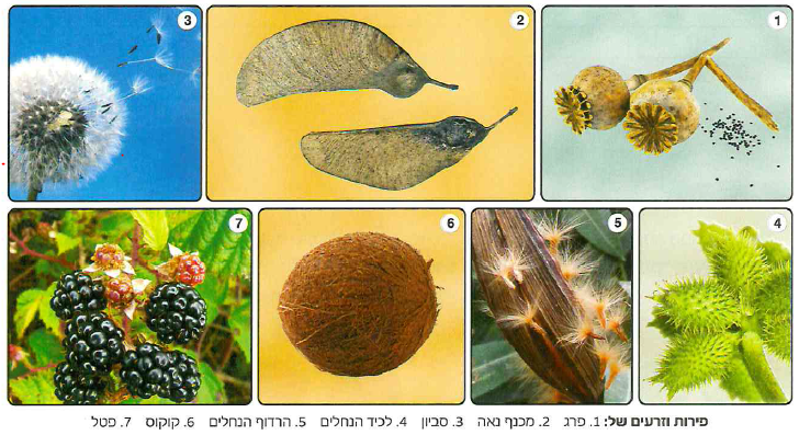 (בספר תרשים, התרשים מופיע כטקסט)